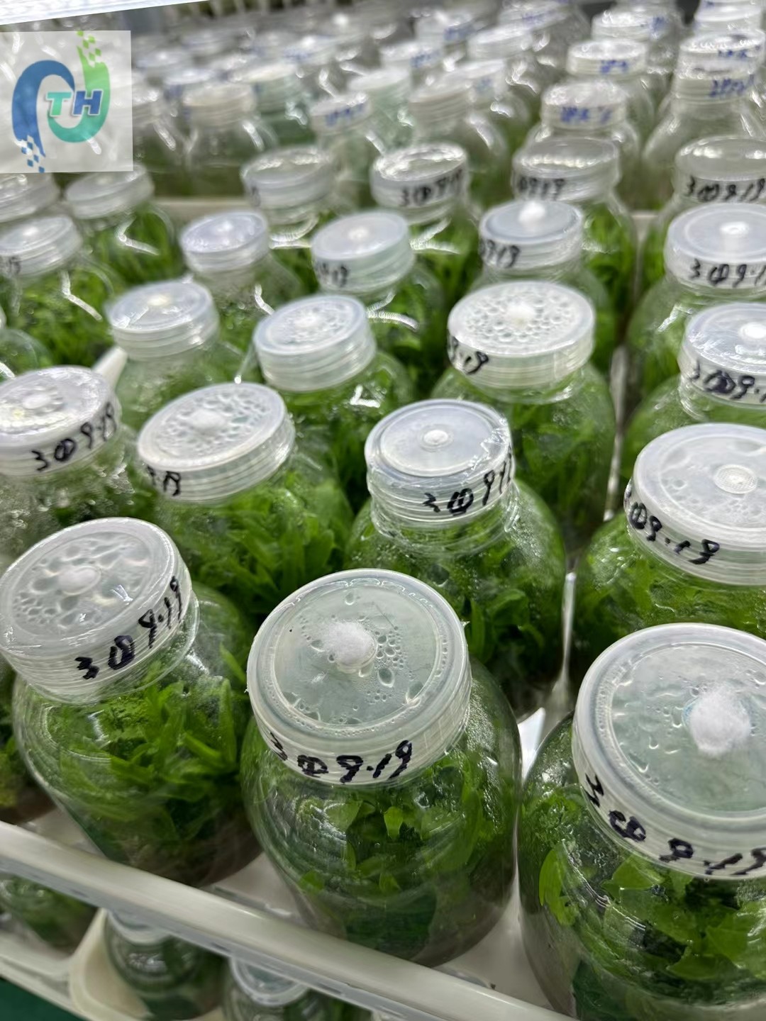 什么是组培瓶组培瓶主要用途?