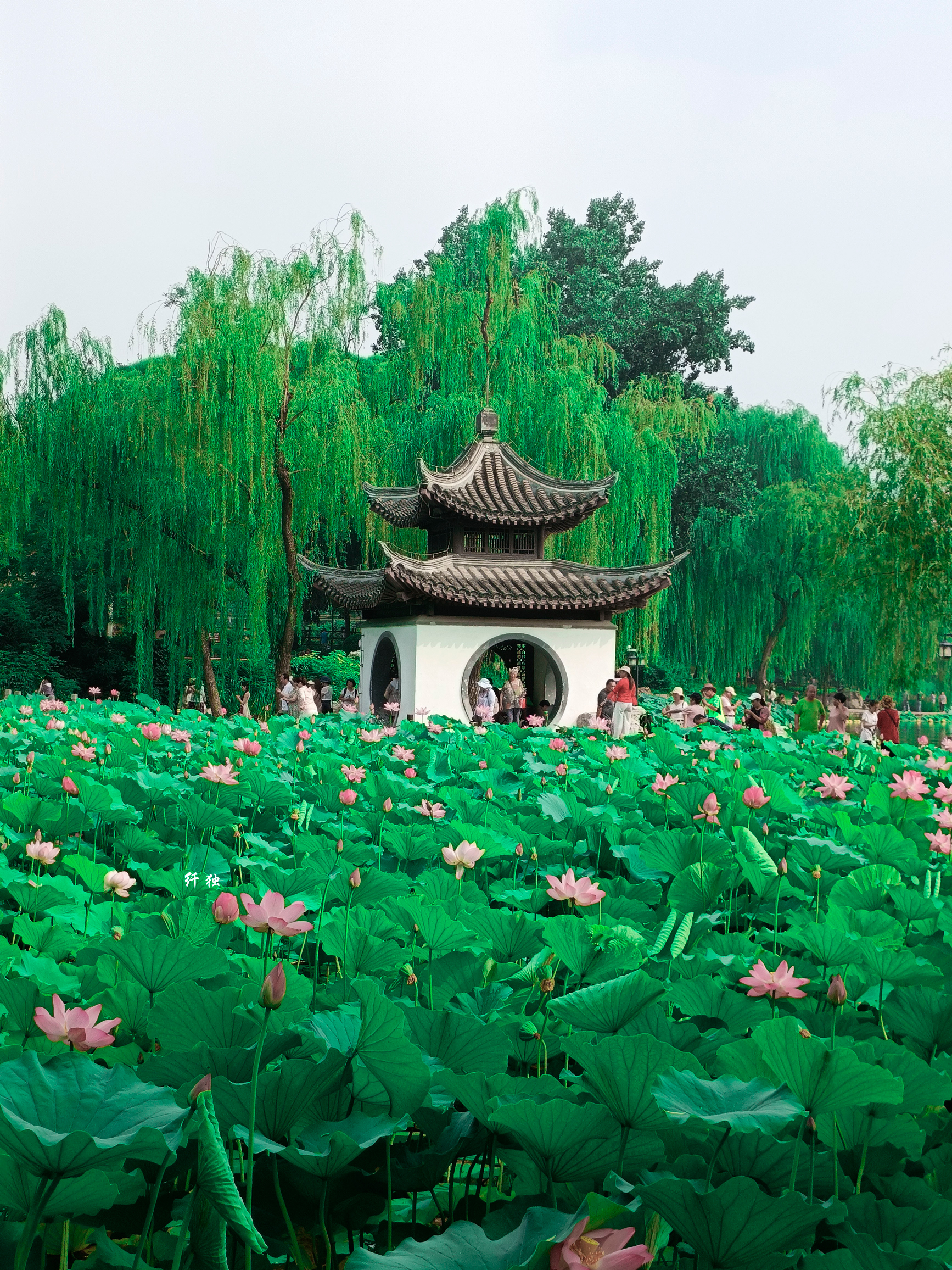 江南荷花亭子风景图片图片