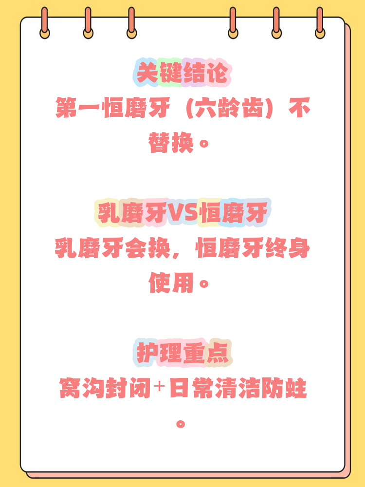 宝子们注意啦!第一磨牙是不换牙的!