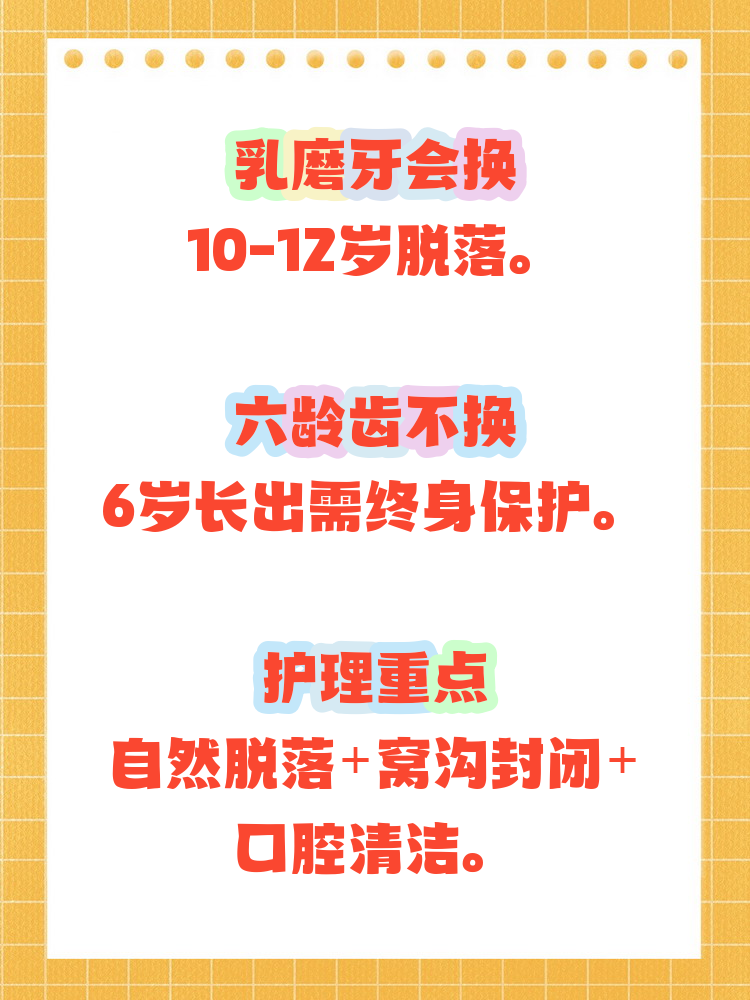 1 乳磨牙会换: 后面的大牙