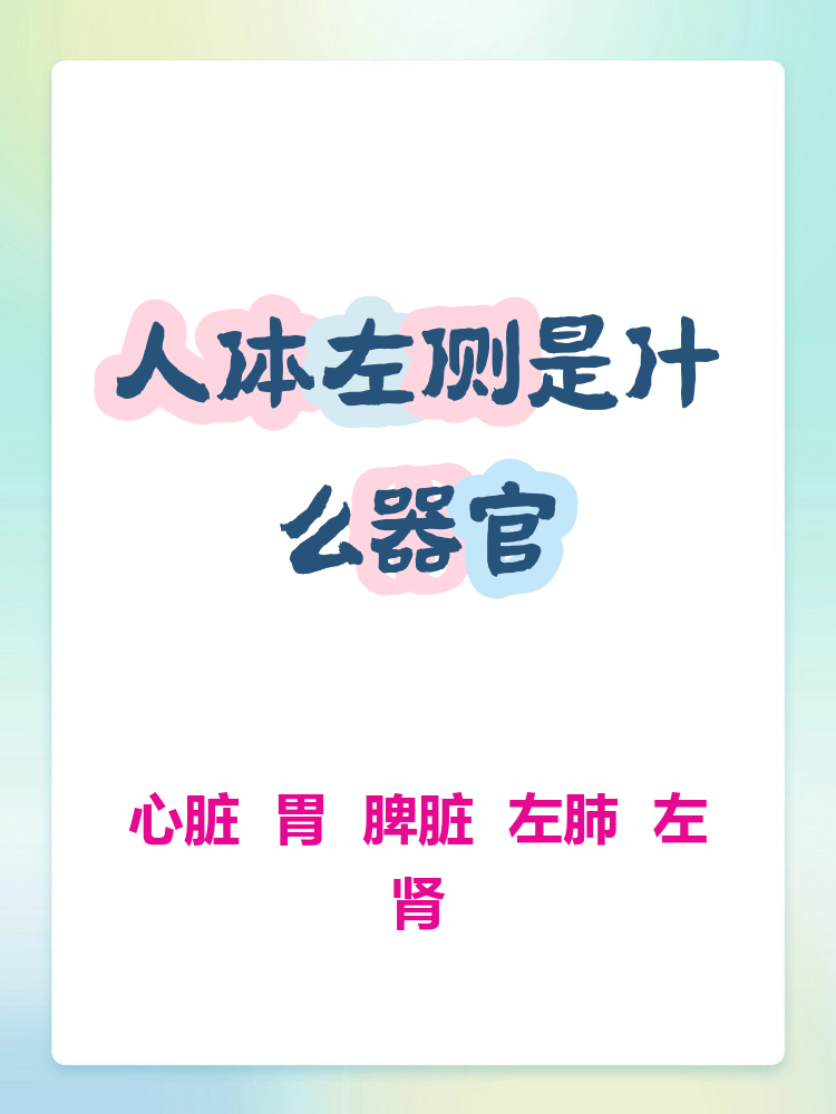 今天来聊聊我们身体左侧都有哪些"重要成员"