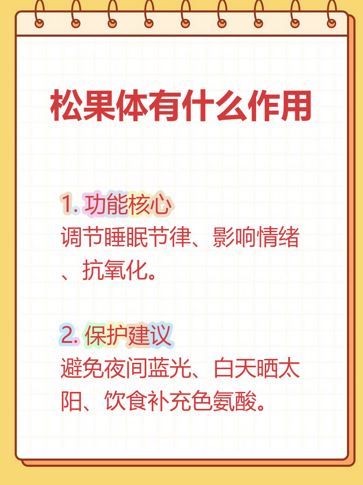 松果体,这个藏在脑部深处的小小腺体,虽然只有