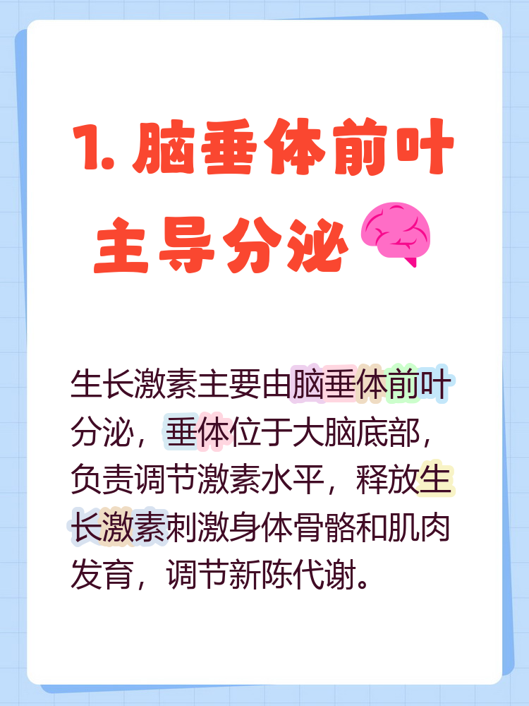 生长激素是怎么分泌的 生长激素主要由脑垂体前叶分泌,负责骨骼和肌肉