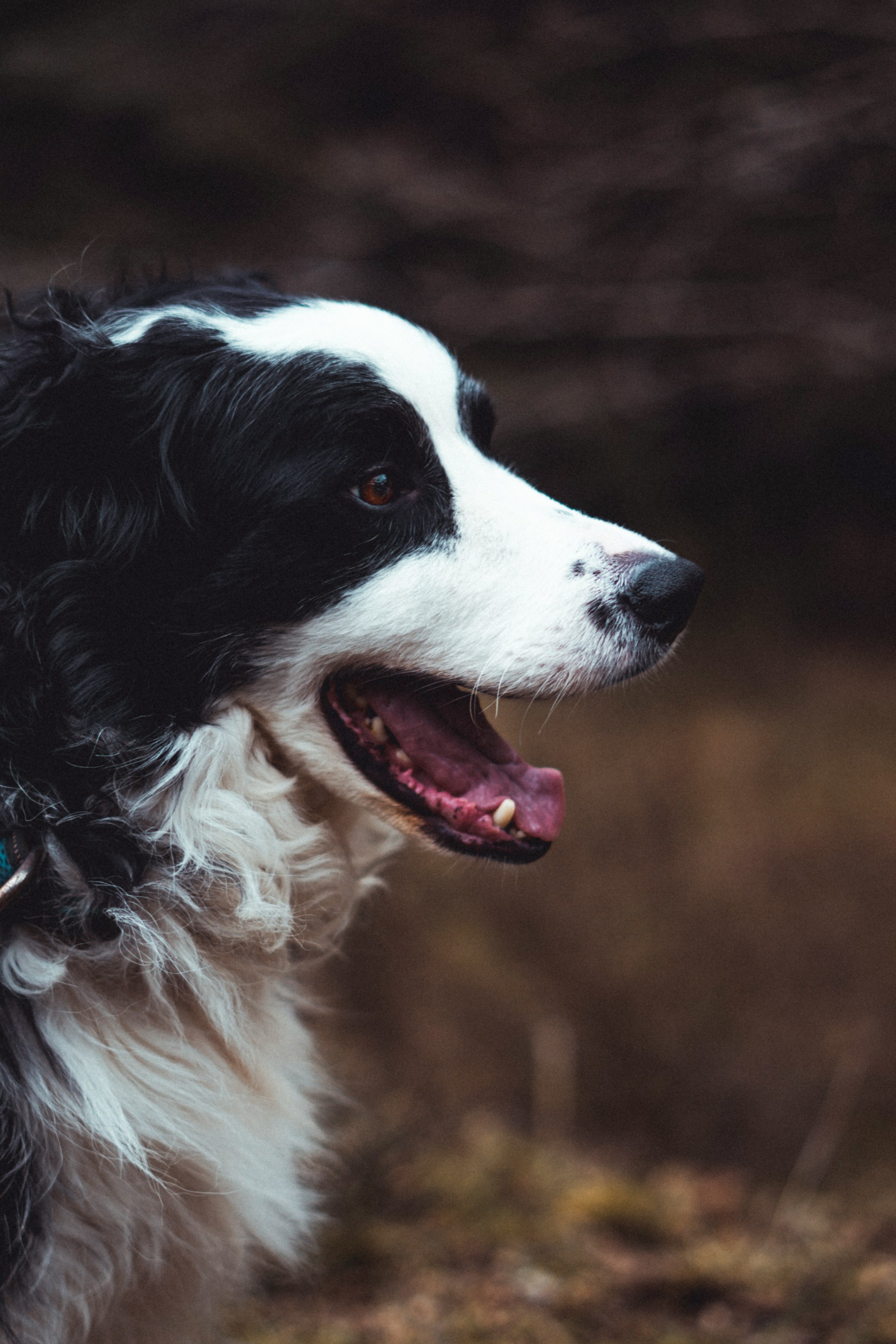 边牧掉毛真的一年2次一次半年吗