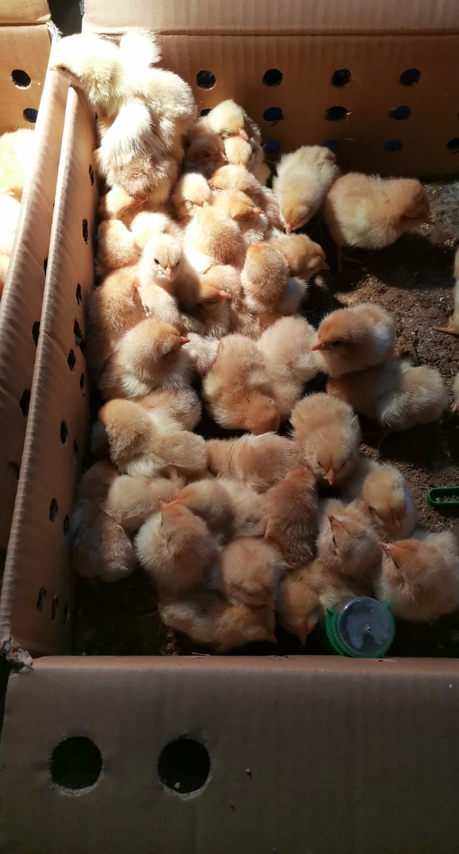 可爱哒小鸡么么哒