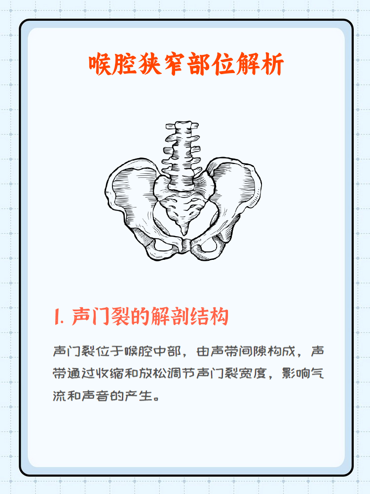 喉室解剖图图片