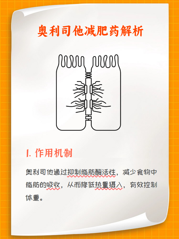 奥利司他 高效减肥 药的科学相关图片2