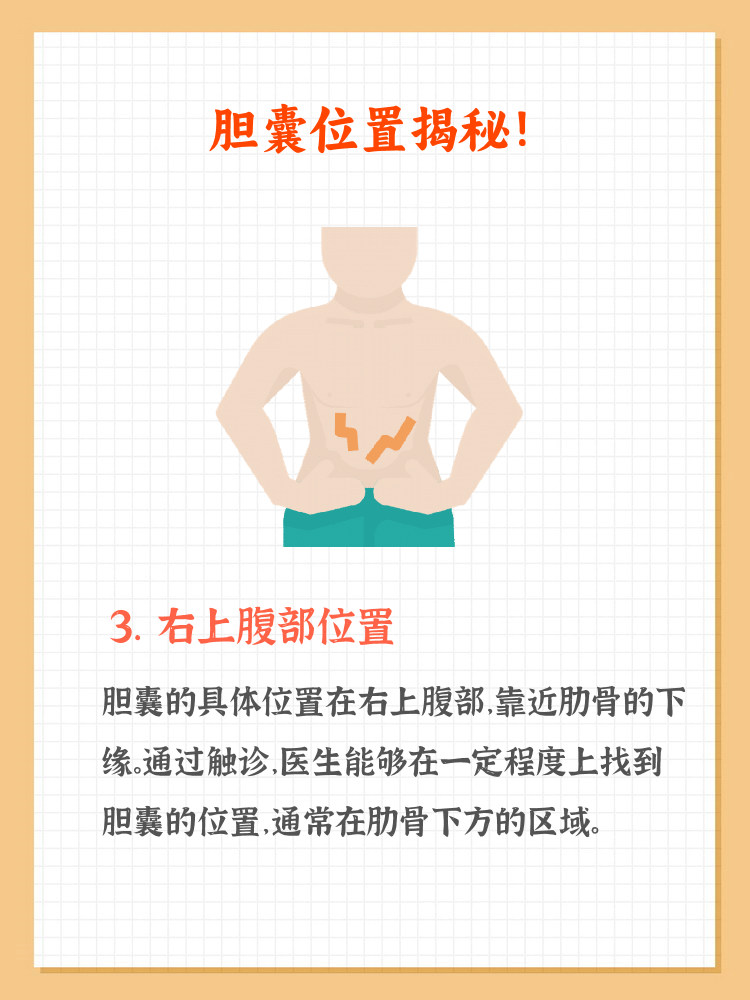位置及结构胆囊在身体左还是右人体胆囊在哪侧胆囊在身体的哪个位置?