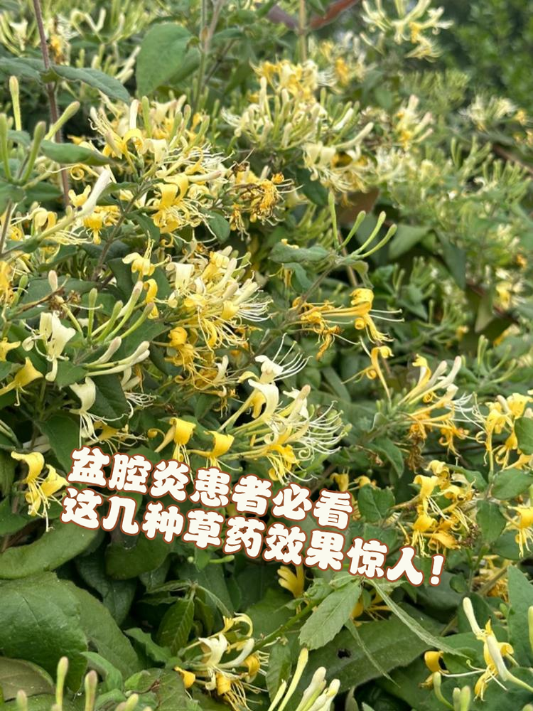 盆腔炎是一种常见的妇科疾病,给很多女性朋友带来了不小的困扰.