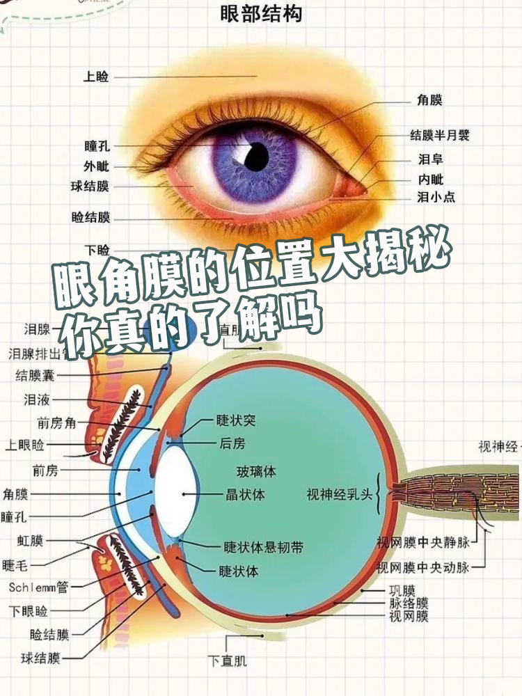 眼角膜是什么,它的位置到底在哪里?