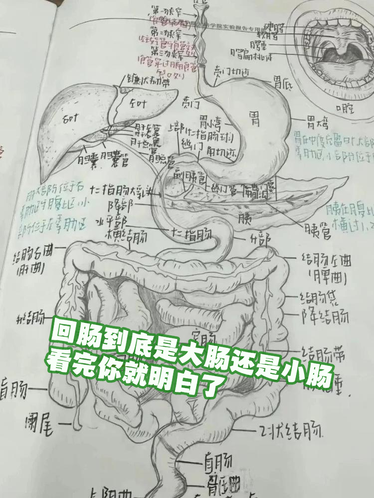 很多人对"回肠"这个词有点摸不着头脑
