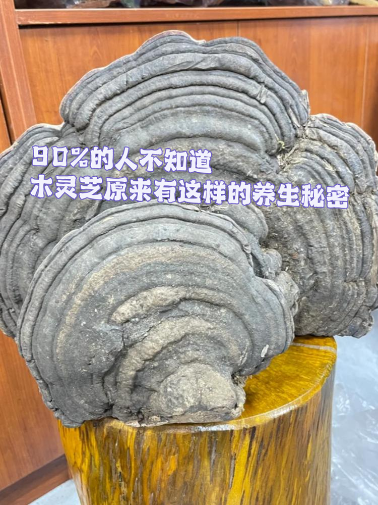 木灵芝这种药材,很多人对它的功效和用法知之甚少