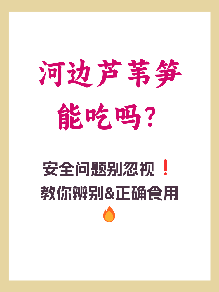 河边的芦苇笋可以吃吗