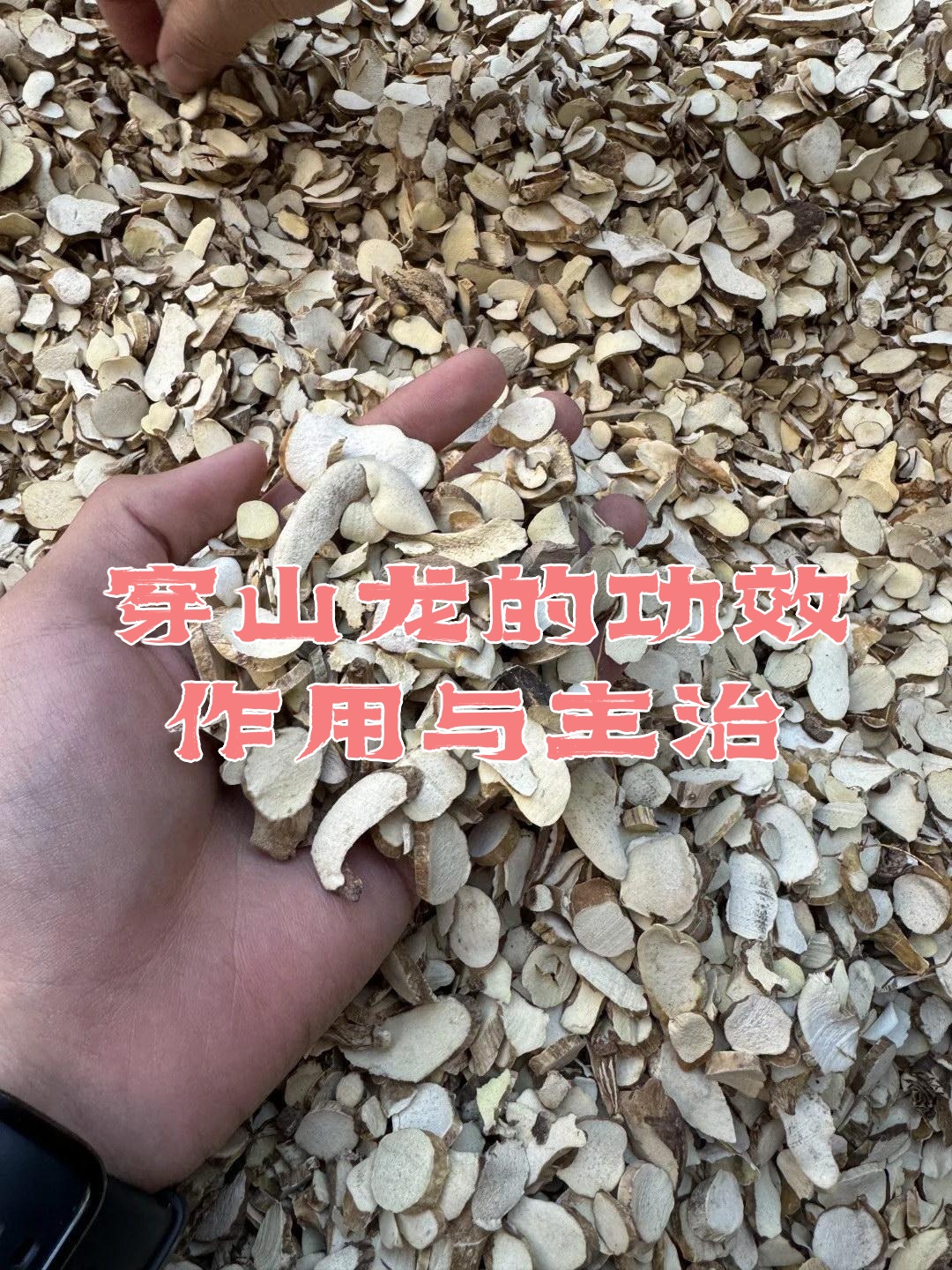 穿山龙的功效作用与主治
