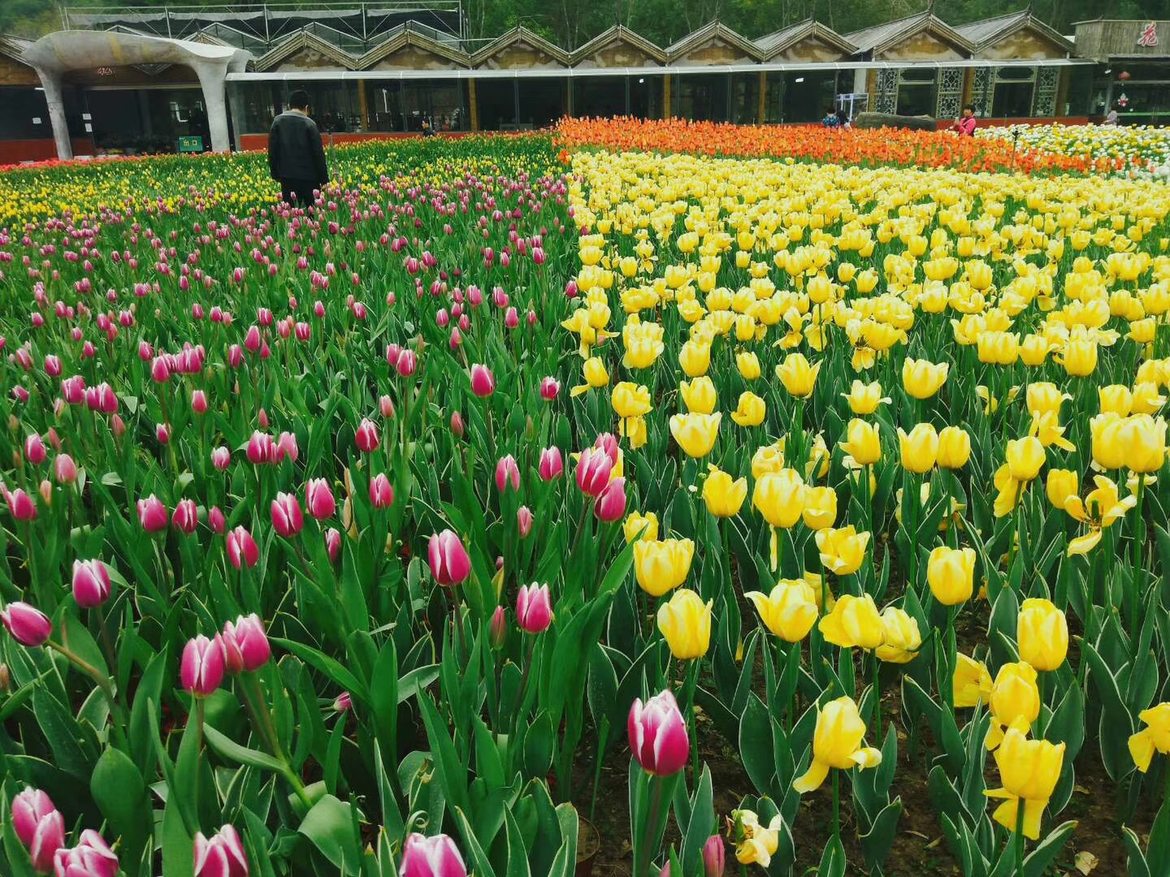 福建自驾游第二天:漳州东南花都.花都是国家4a旅游景区.