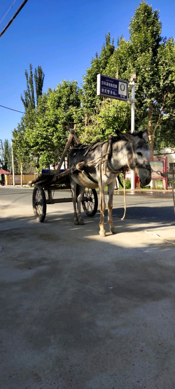 这驴车是我在莎车县恰热克镇偶遇到的,感觉格外亲切,时下这种车已经不