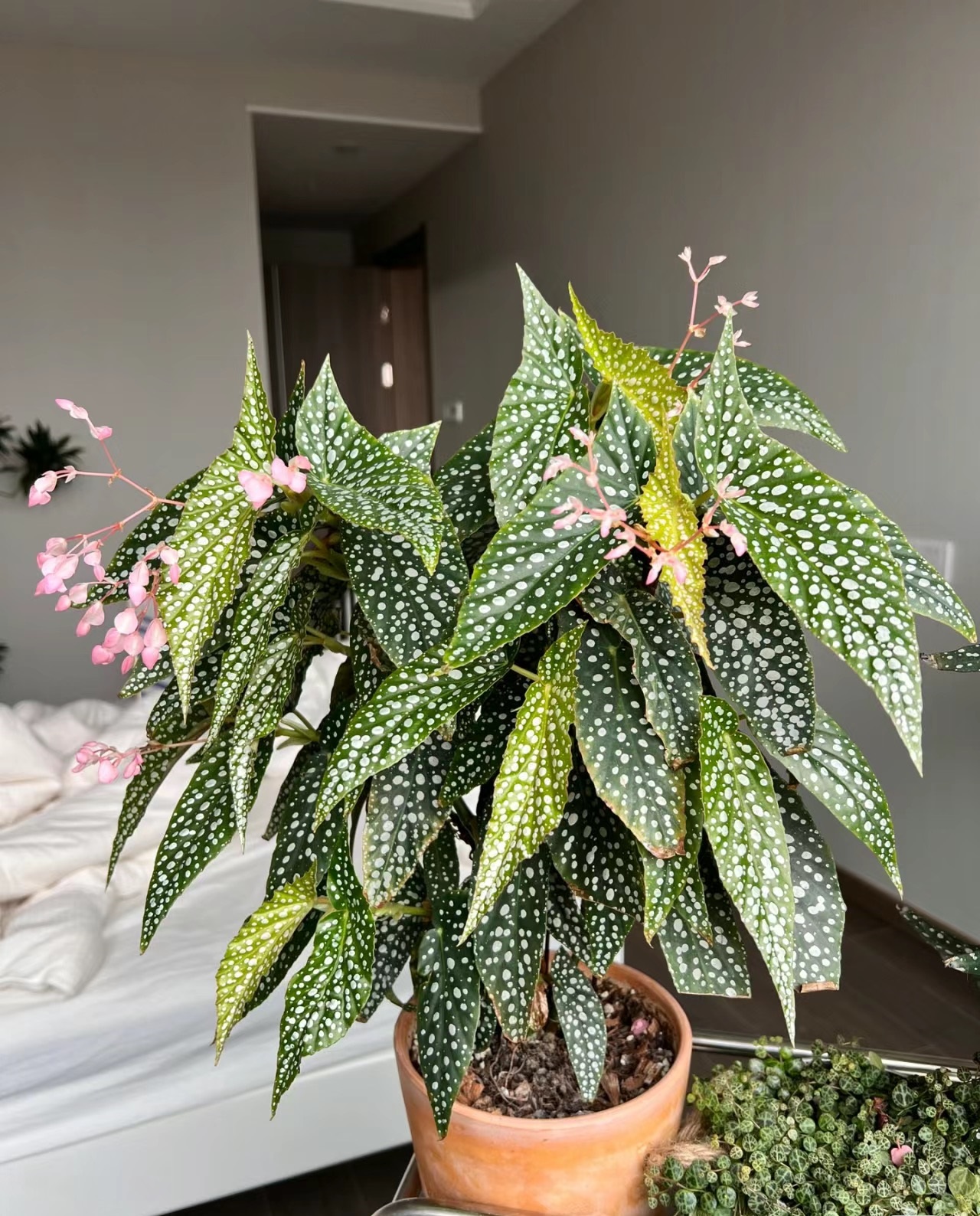 有种室内植物,号称"开花劳模",几乎周年战绽放,美丽还好养!