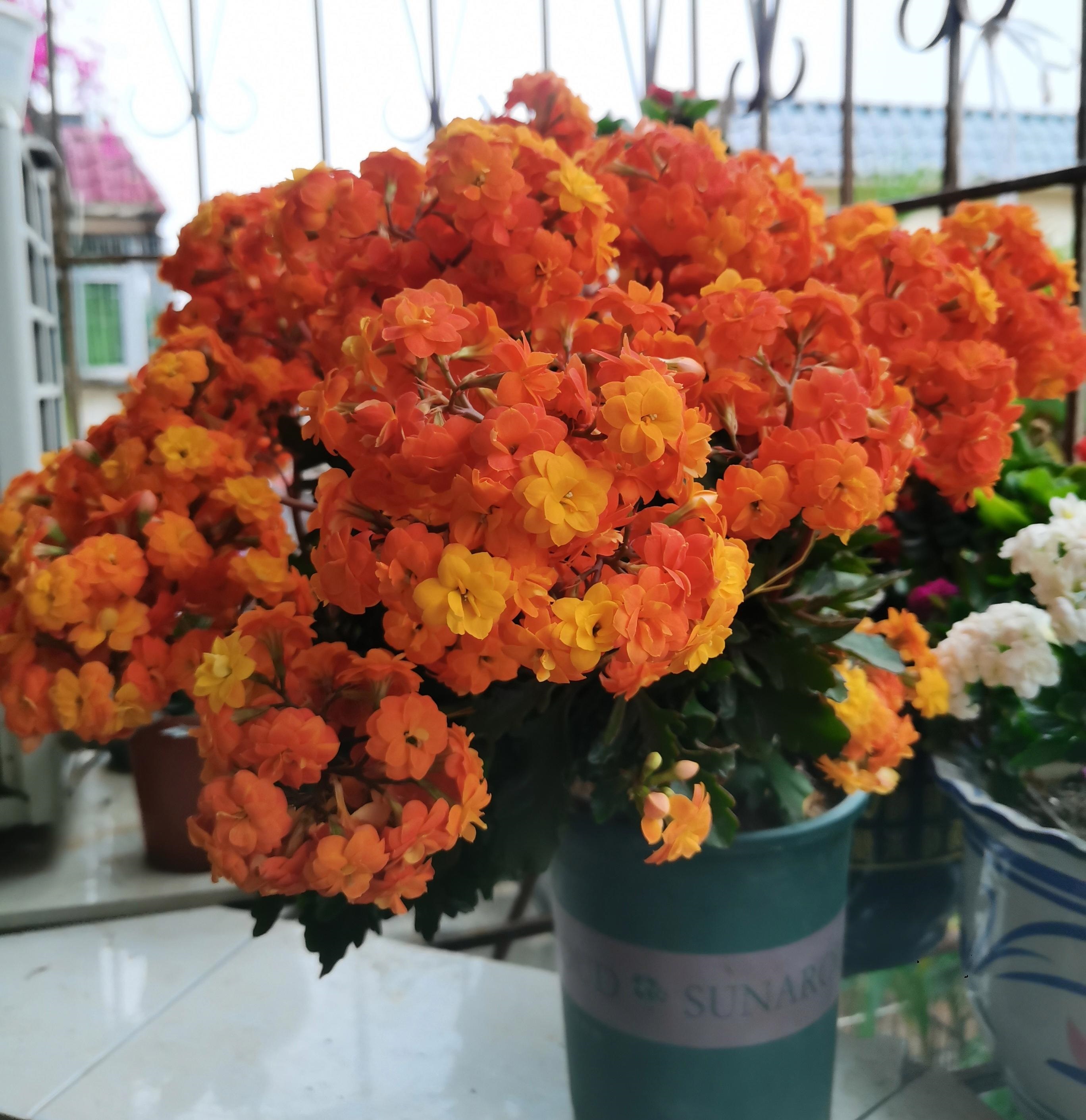 长寿花"索尔丹",养护很随意,开花很美丽,堪称"北阳台之光"