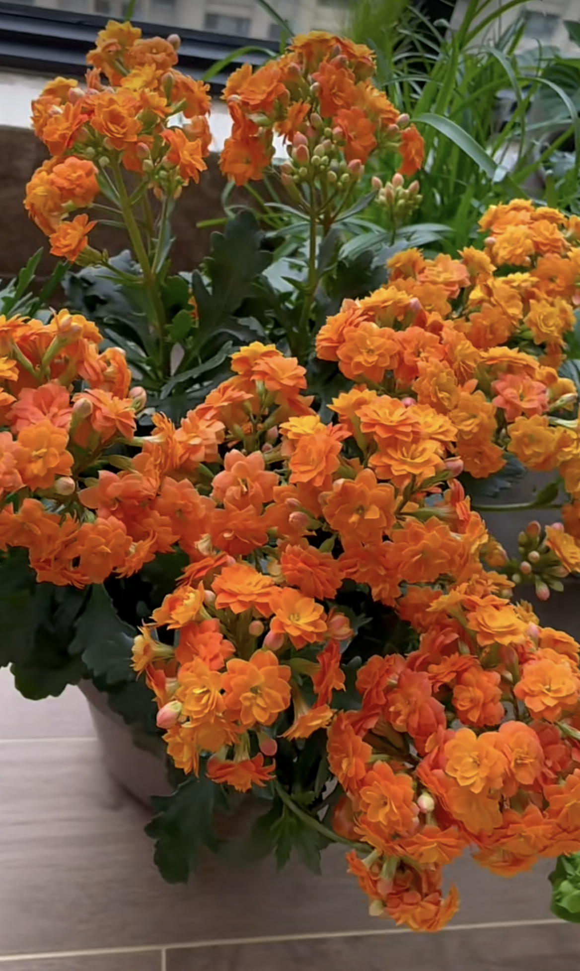 长寿花"索尔丹",养护很随意,开花很美丽,堪称"北阳台之光"