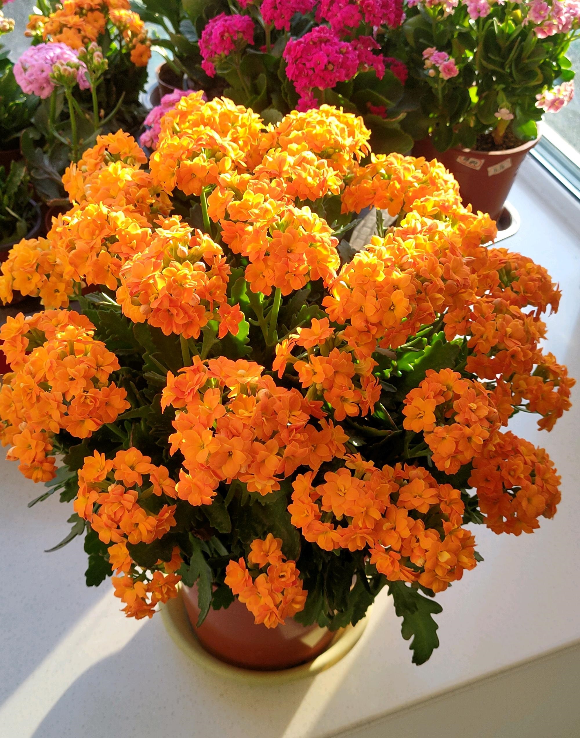 长寿花"索尔丹",养护很随意,开花很美丽,堪称"北阳台之光"