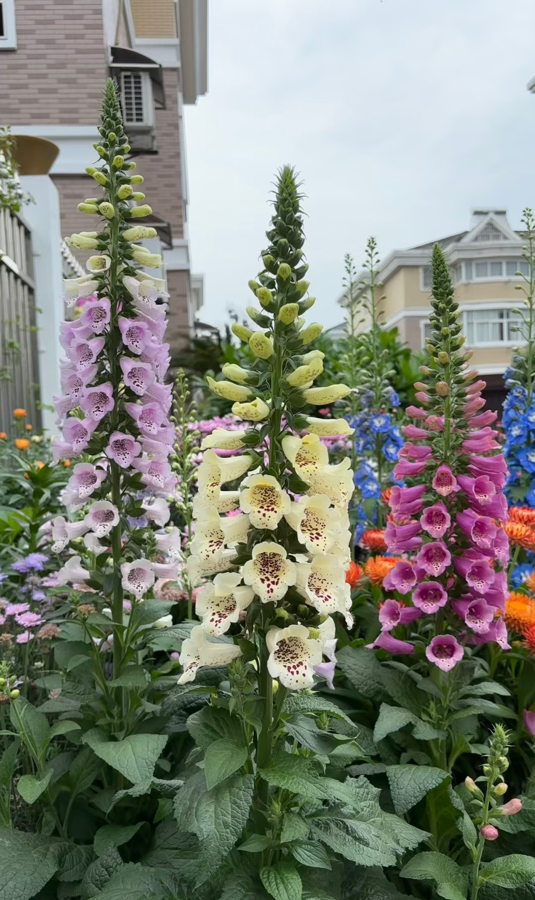 一种被名字耽误的花颜值很高皮实好打理名字却土里土气