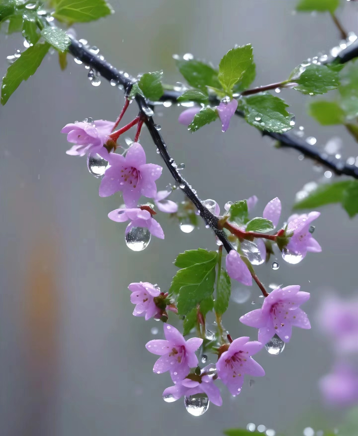 伤感风景 花草图片