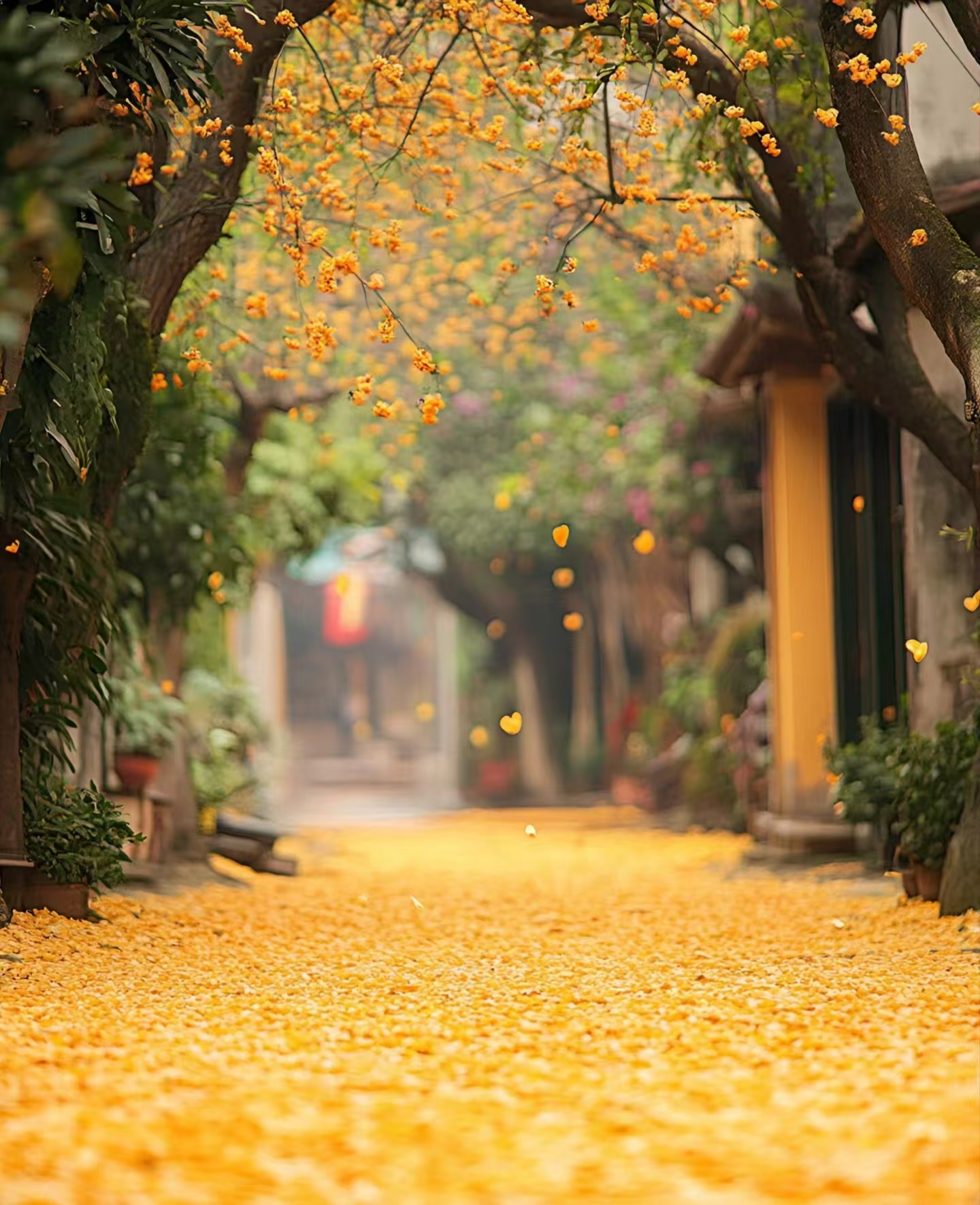 秋风轻吟,秋雨微凉
