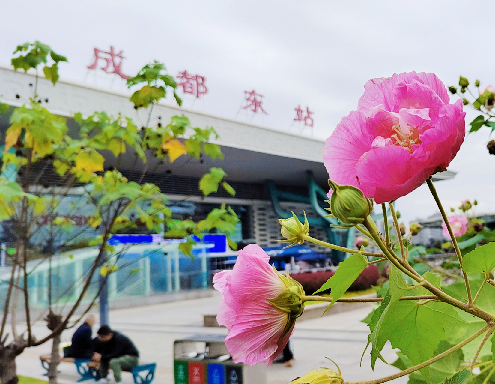 芙蓉花发满江红,尽道芙蓉胜妾容!