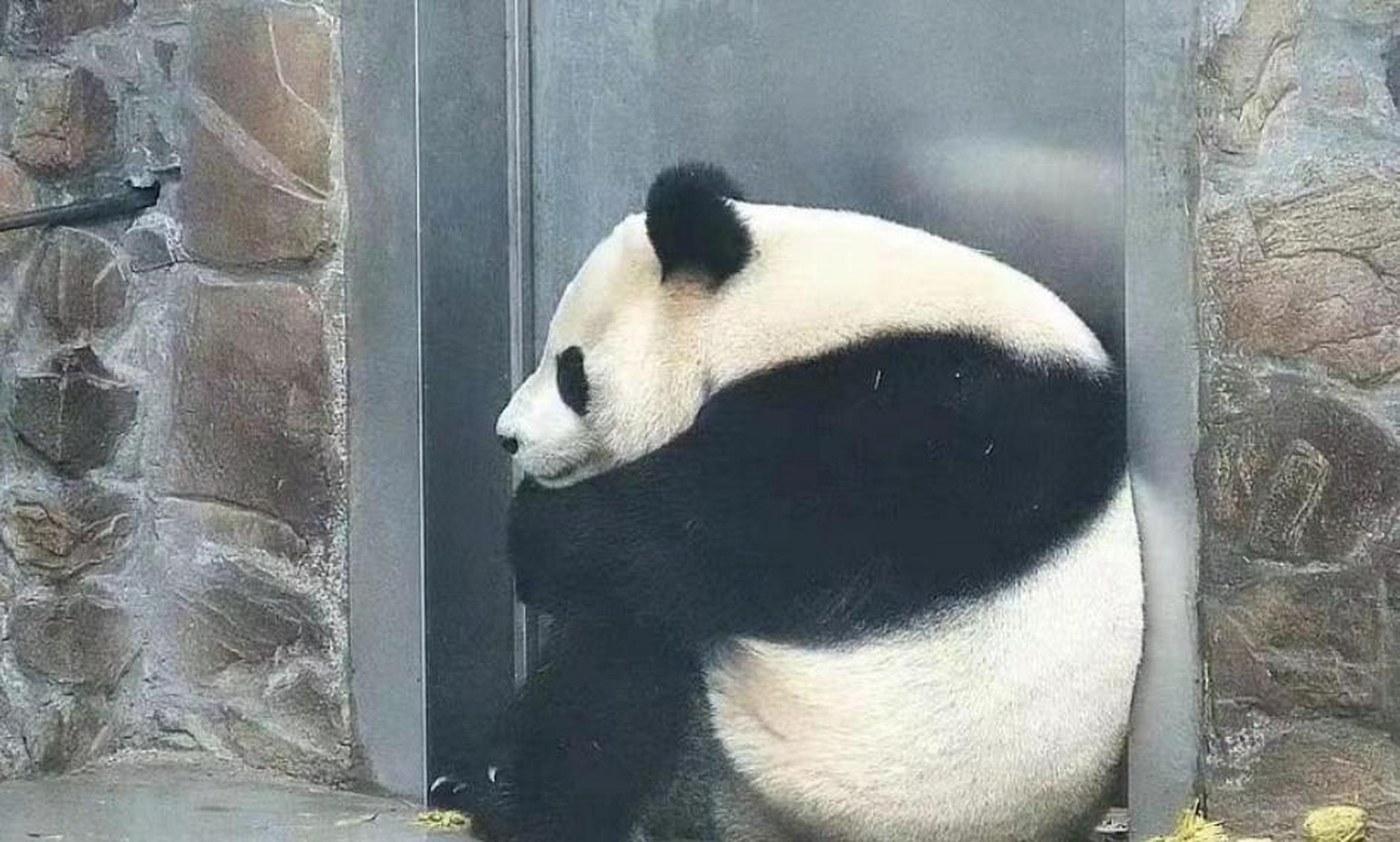 这是谁欺负小熊猫了,委屈的躲在角落[左捂脸][左捂脸]#熊猫