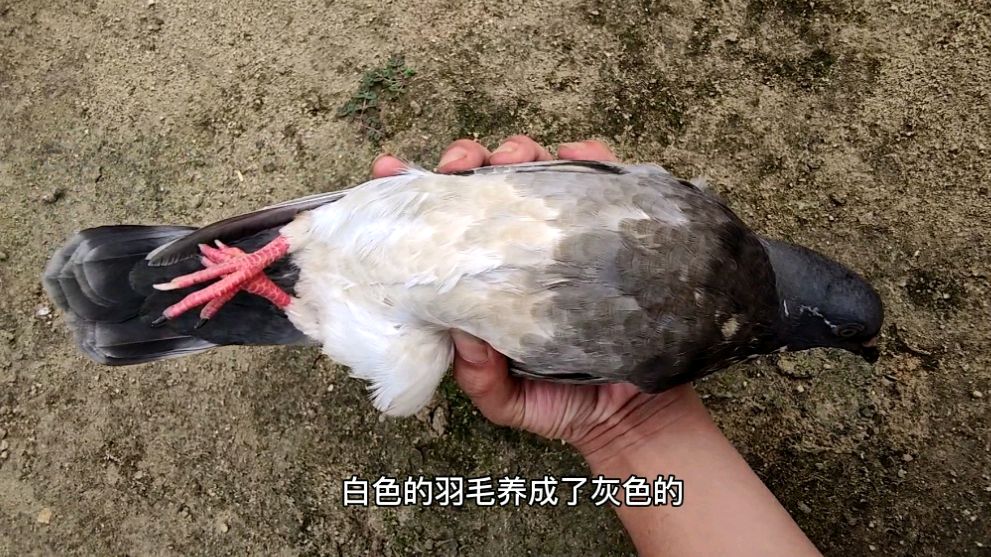 鸽子千万不要和鸡一起养,不然你会后悔