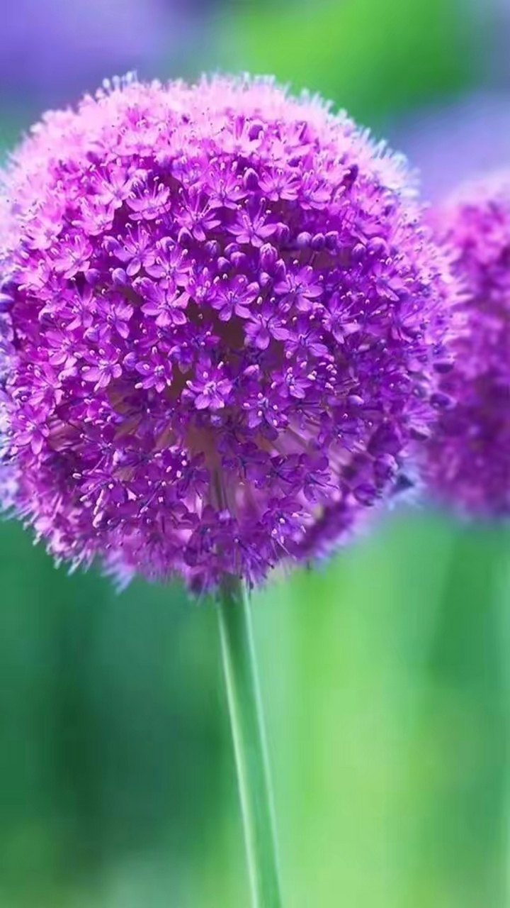 紫色的花总是容易带给人梦幻般的遐想与浪漫!