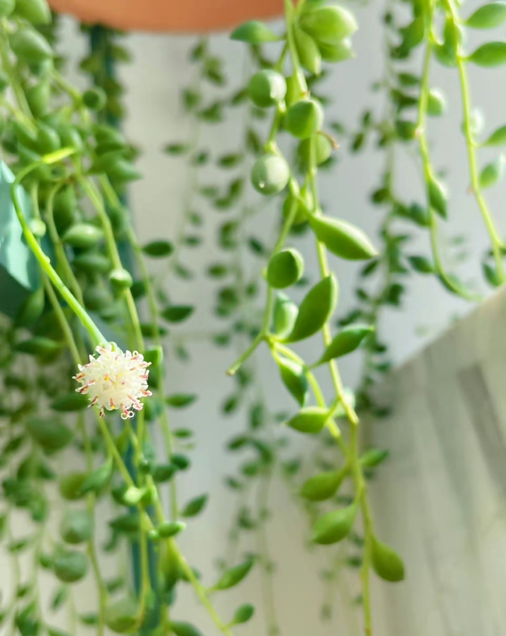 佛珠吊兰开花了,香味真的很特别