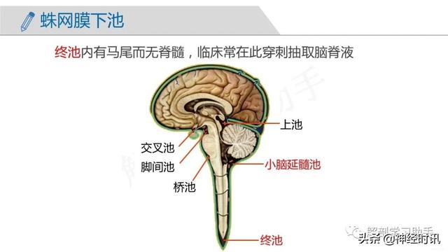 端脑