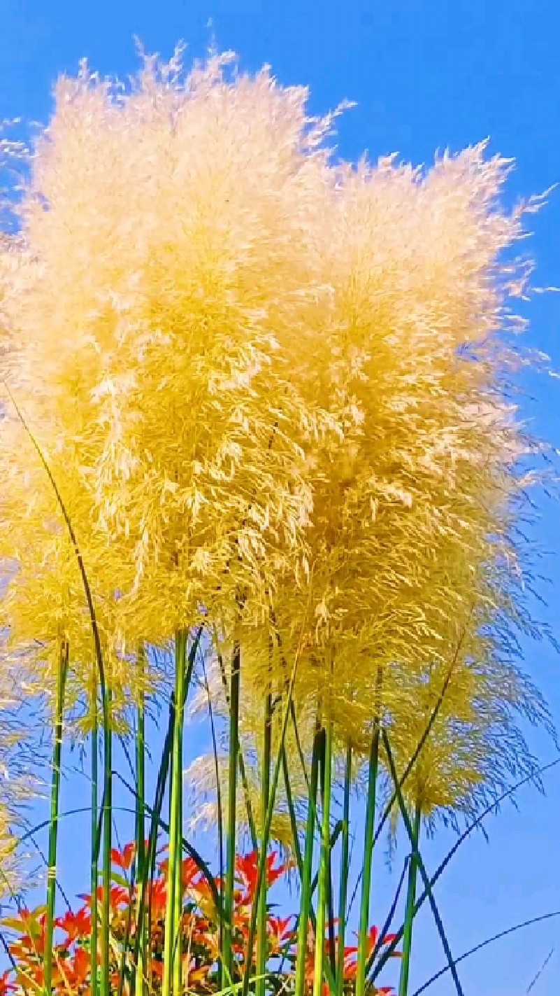 美丽的芦苇,能治愈人的不悦心情