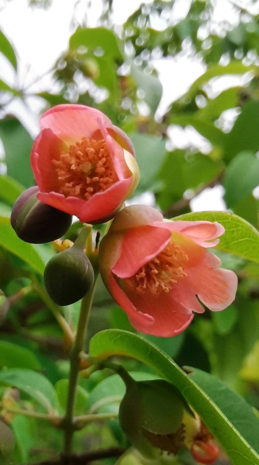 黄牛木有这样美丽的花