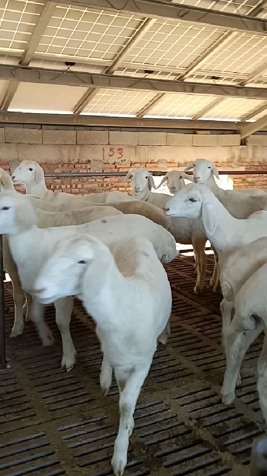 江苏湖羊头胎二胎怀孕母羊养殖场