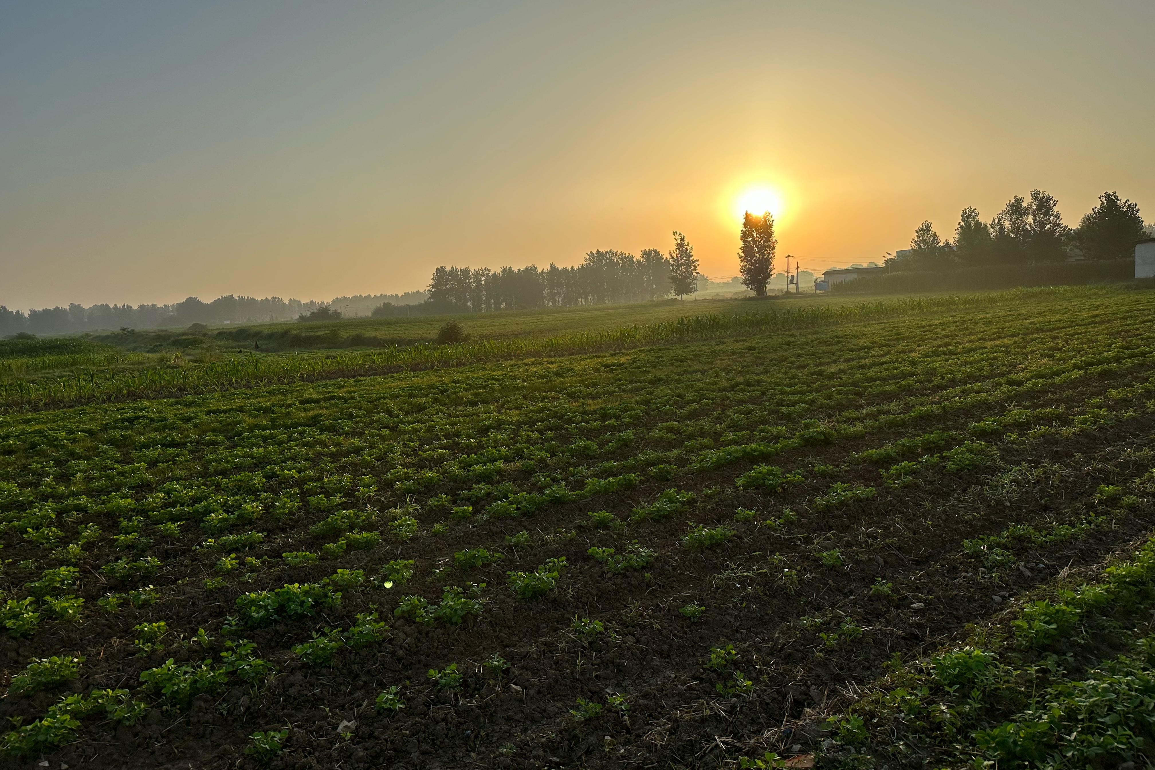 夏日的清晨时光