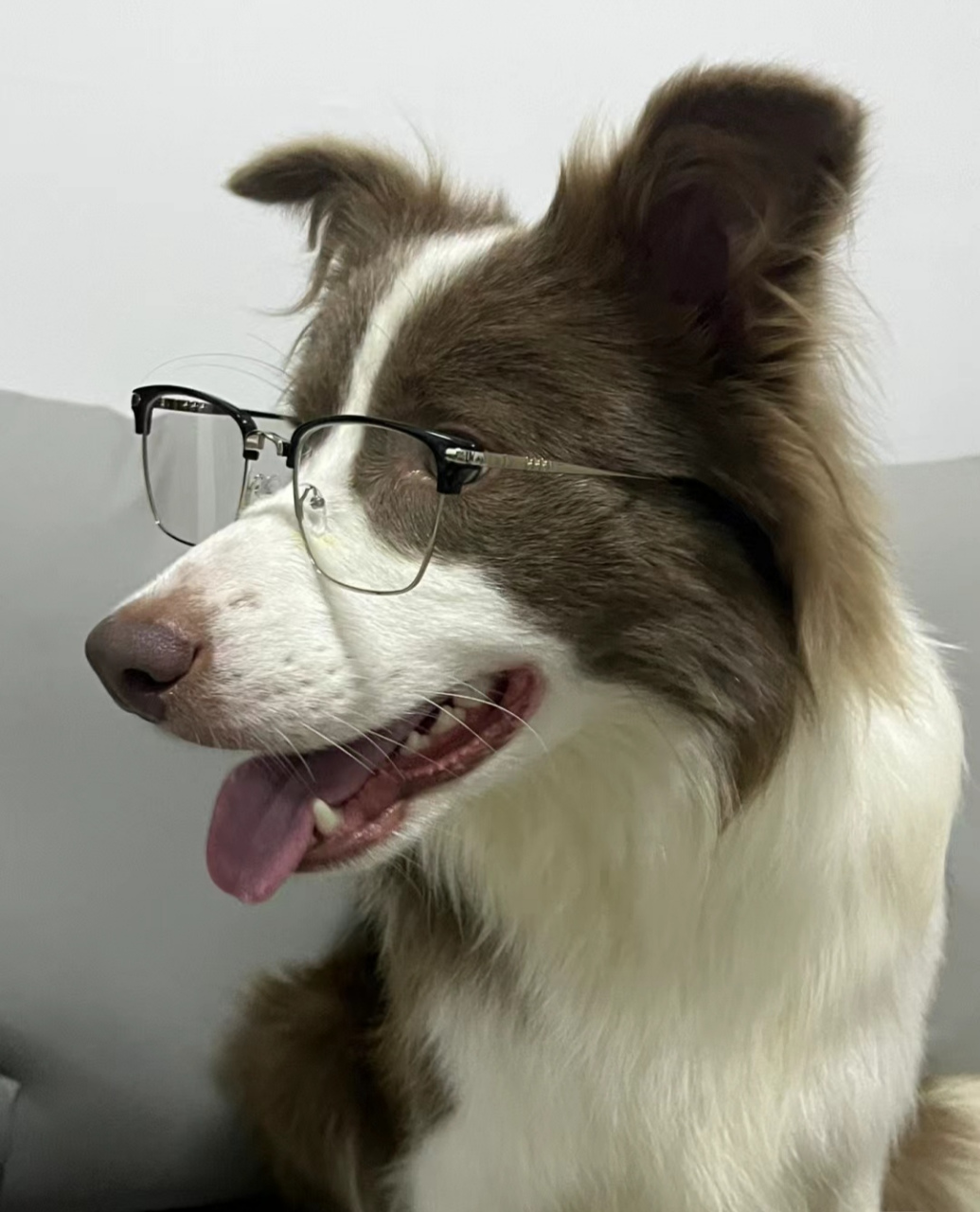 见过戴眼镜最帅的狗狗98