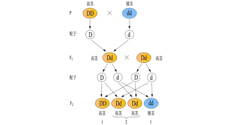 孟德尔9331图解图片