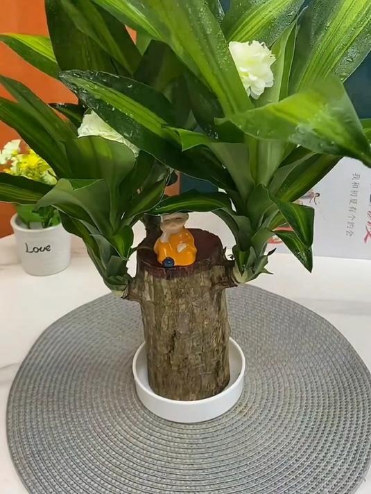 巴西木又叫幸运木一年四季常绿,浇浇水就可以养活