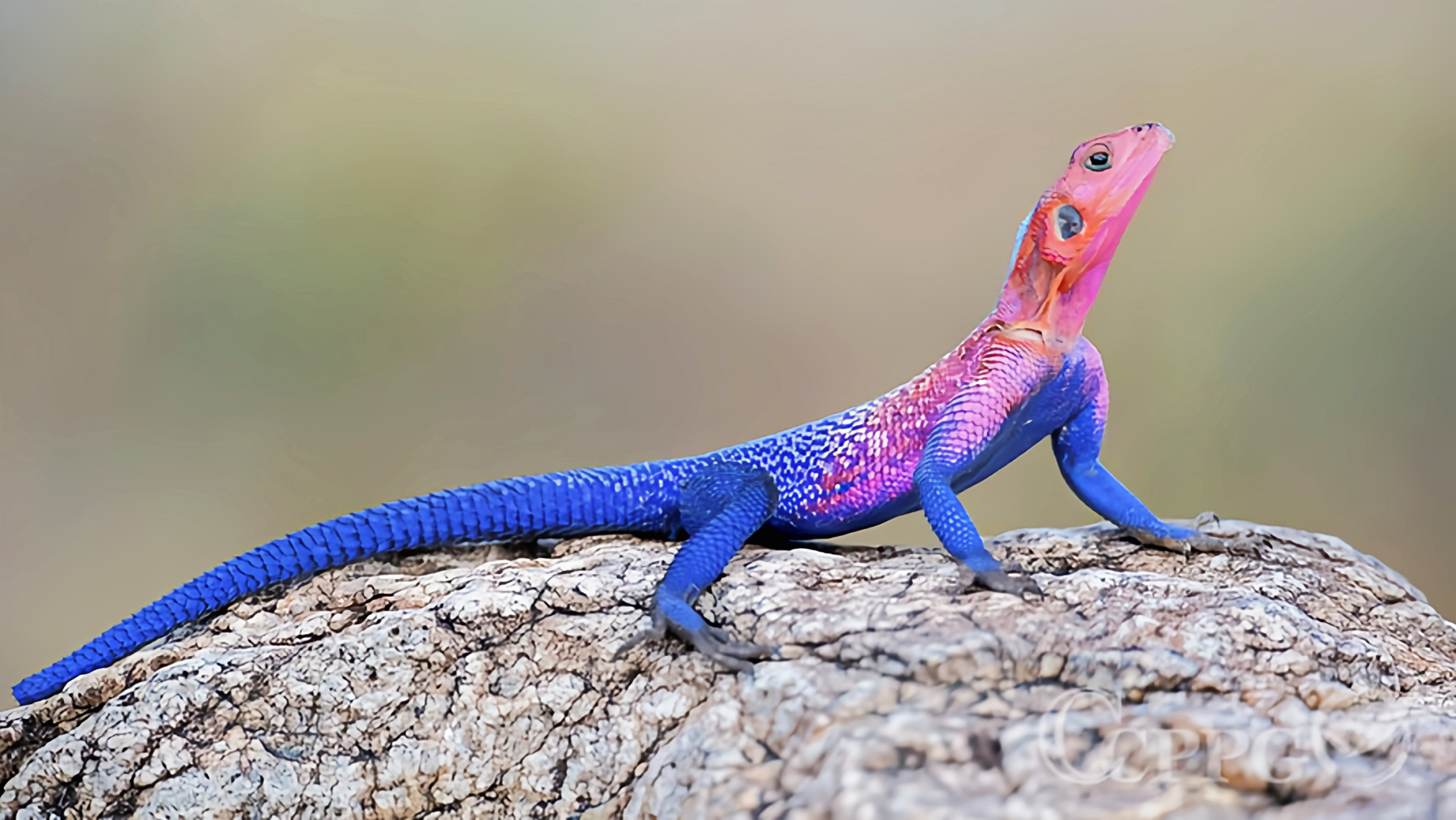 每天认识一种动物——彩虹飞蜥 彩虹飞蜥别名彩虹鬣蜥,原产于非洲中部
