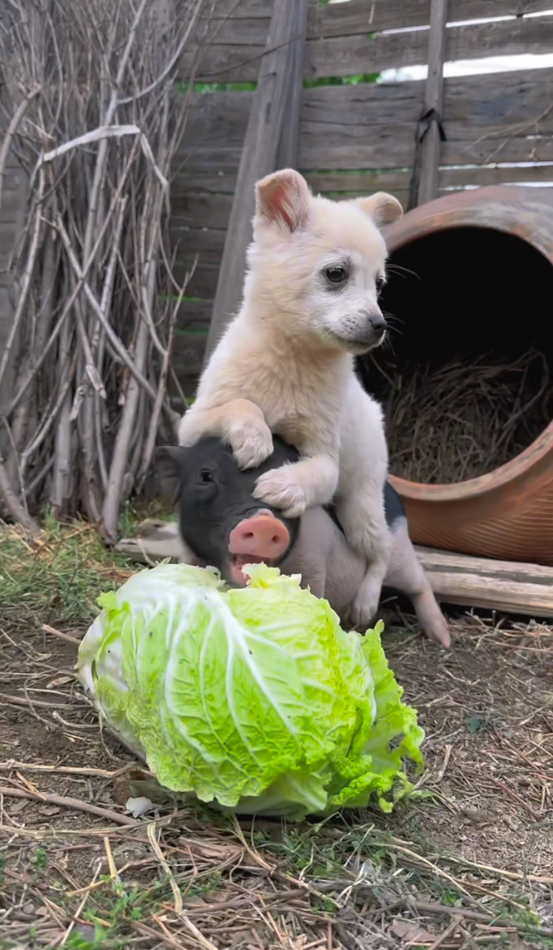 不打不闹,看来处出感情了,不愧为猪朋狗友,但我在想,他们是如何做到