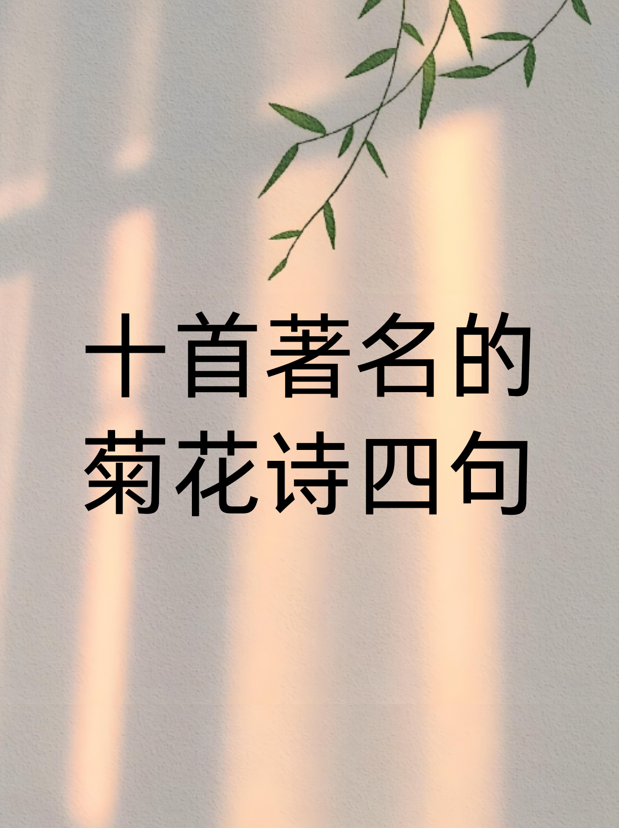 夏菊花语图片