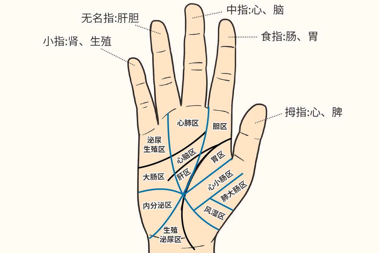 手掌心图解图片