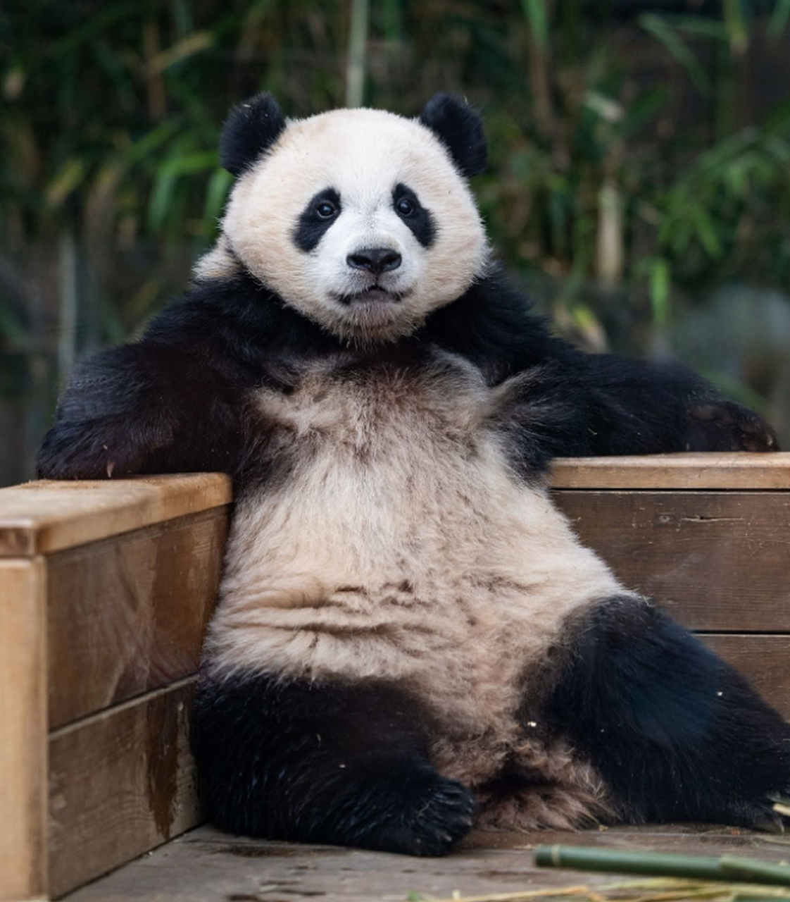 熊猫大佬的优雅坐姿,堪称动物界的瑰宝,无论是静坐于翠竹之间,还是