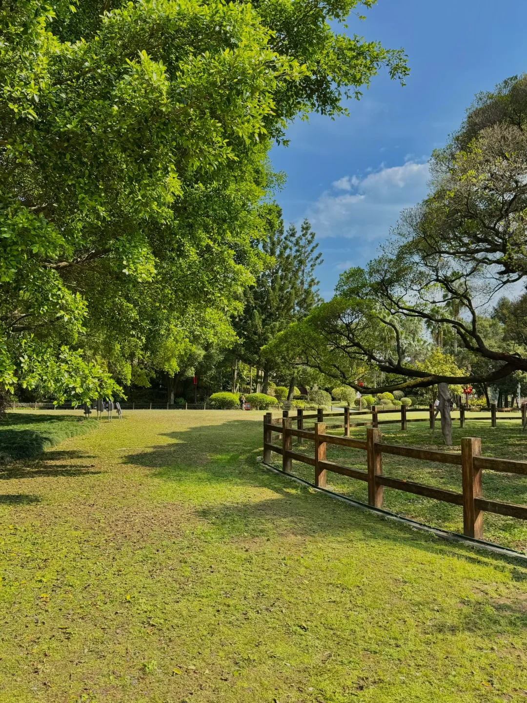 春天的福州,已是满城嫩绿,榕树慢慢长出了新芽 草坪也渐渐恢复了绿色