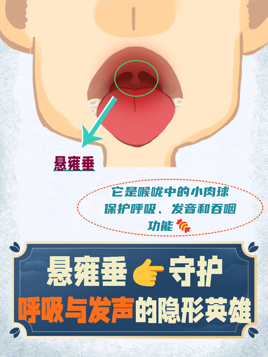 悬雍垂:守护你呼吸与发声的隐形英雄