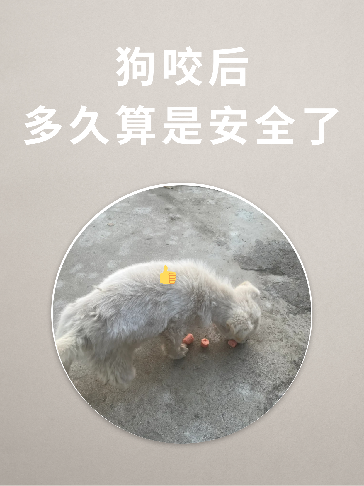狗咬后多久算是安全了 在被狗咬伤后,究竟要经过多长时间,才能确定