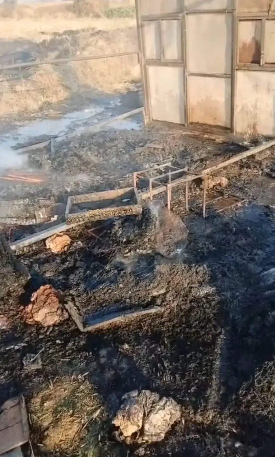 用火烧蜜蜂最后会怎么样(火烧蜂后教学)
