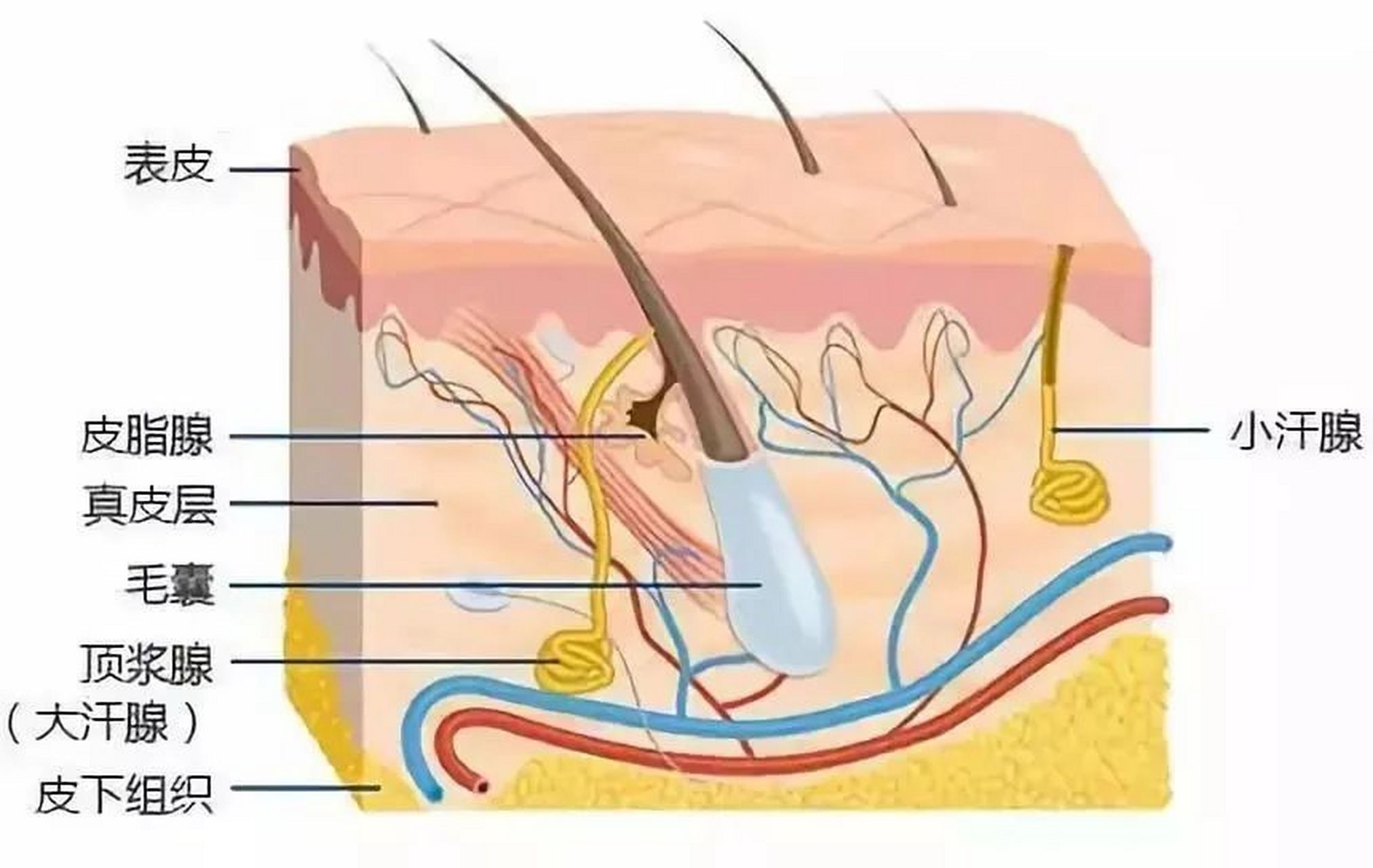 人体分布有小汗腺,大汗腺,腋下的大汗腺分泌出大汗腺液,被细菌分解